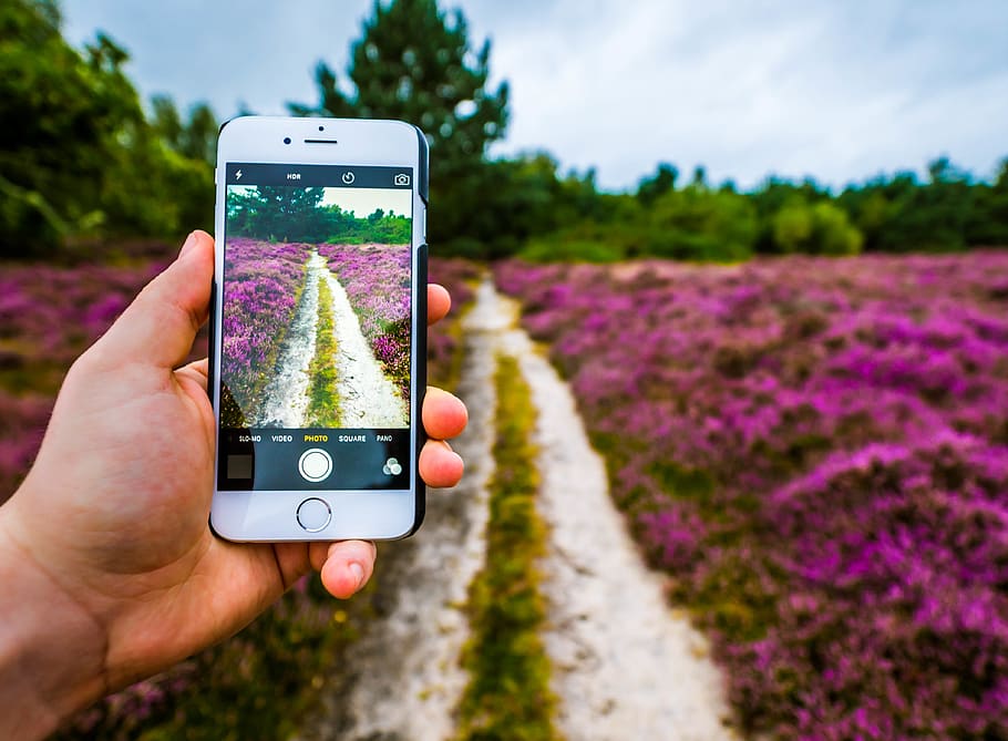 outdoors, phone, iphone, camera, photography, flowers, track HD wallpaper