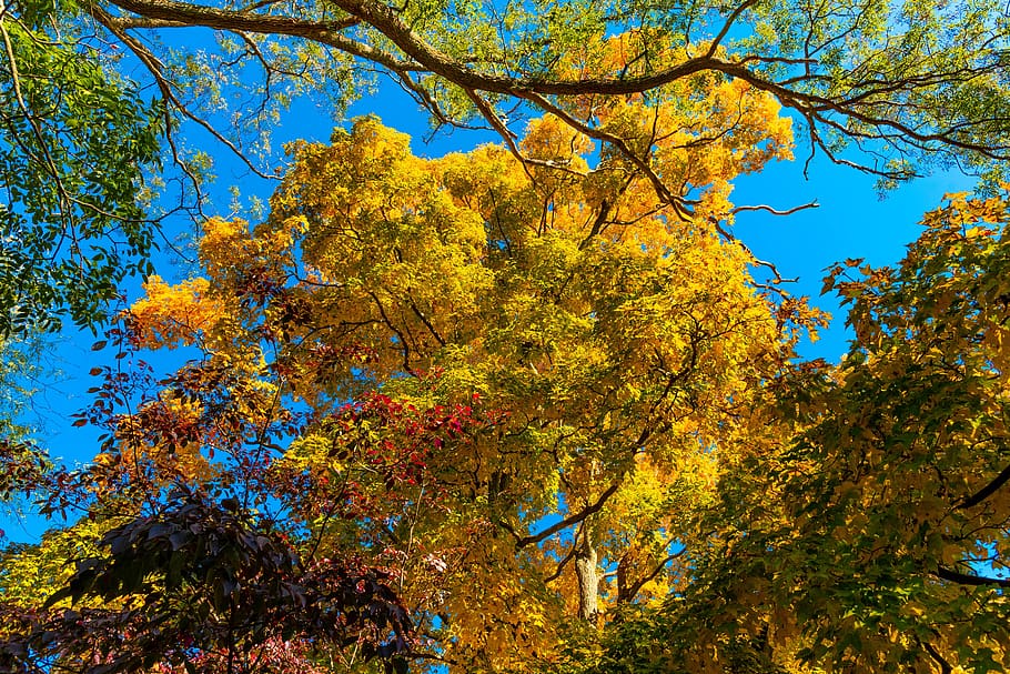 fall, trees, colorful, autumn, plant, change, growth, beauty in nature HD wallpaper
