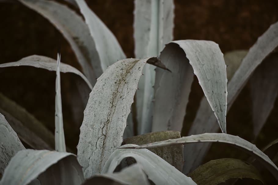 green-leafed plant, close-up, no people, growth, plant part, day HD wallpaper