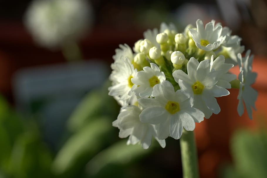 primula, flower, spring, denticulate, nature, bloom, plant HD wallpaper