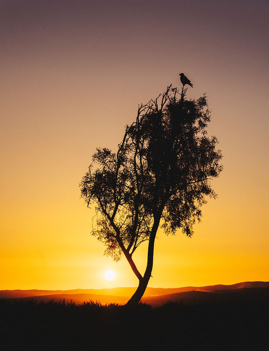 sunset, sky, silhouette, tree, scenics - nature, beauty in nature HD wallpaper