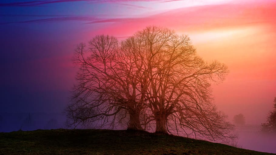 Two Bare Trees Beside Each Other during Sunset, clouds, dawn HD wallpaper