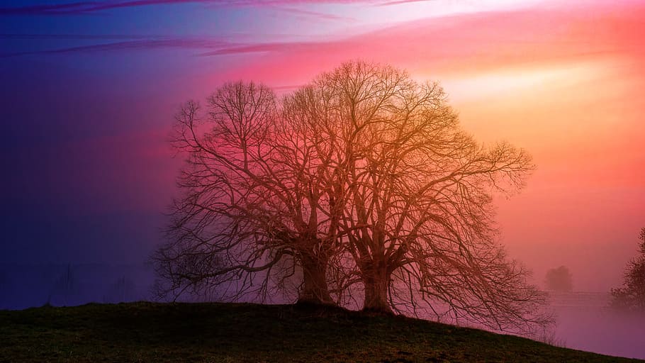 tree, sunset, light, fog, foggy, silhouette, sunrise, red, beauty in nature HD wallpaper