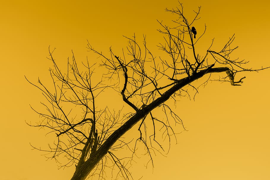 summer, bird, trunk, tree, silhouette, nature, bare tree, branch HD wallpaper