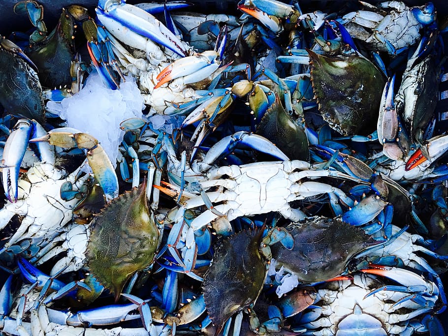black, wood, paint, environment, water, rubbish, seafood, fish HD wallpaper