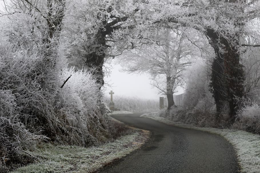 winter, road, gel, cold, landscape, trees, season, plant, the way forward HD wallpaper