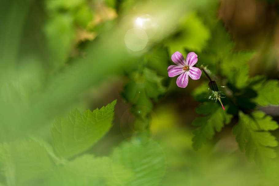 macro, flower, forest, leaves, nature, plant, beauty in nature HD wallpaper