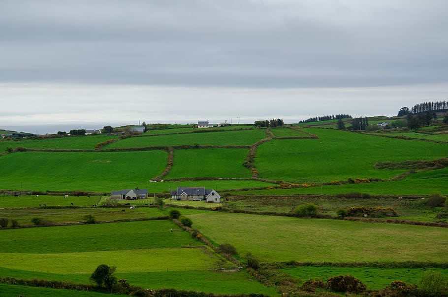 ireland, county cork, trees, grass, fields, cows, farm, landscape, HD wallpaper