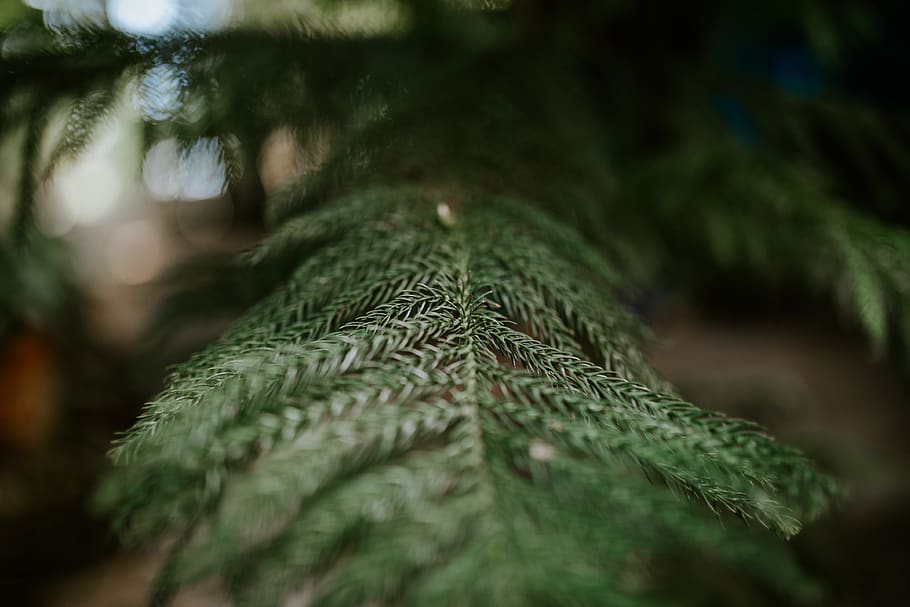 green-leafed tree, plant, conifer, abies, fir, pine, spruce, animal HD wallpaper