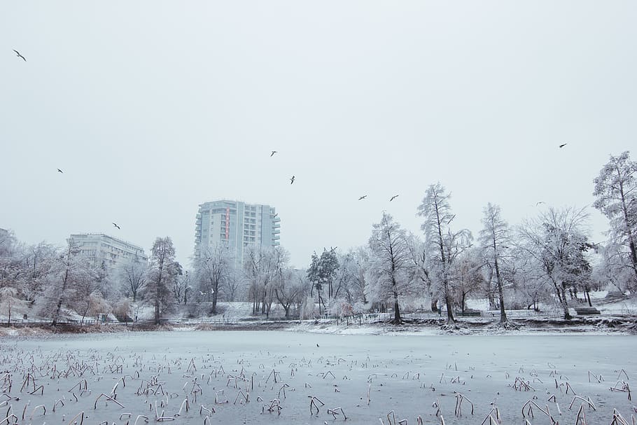 cold temperature, winter, snow, tree, bird, plant, sky, animal HD wallpaper