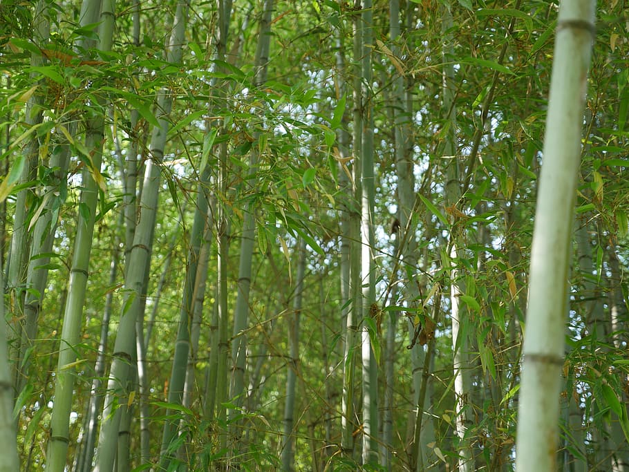 Walking through a dense cane forest, forrest, bamboo, landscape