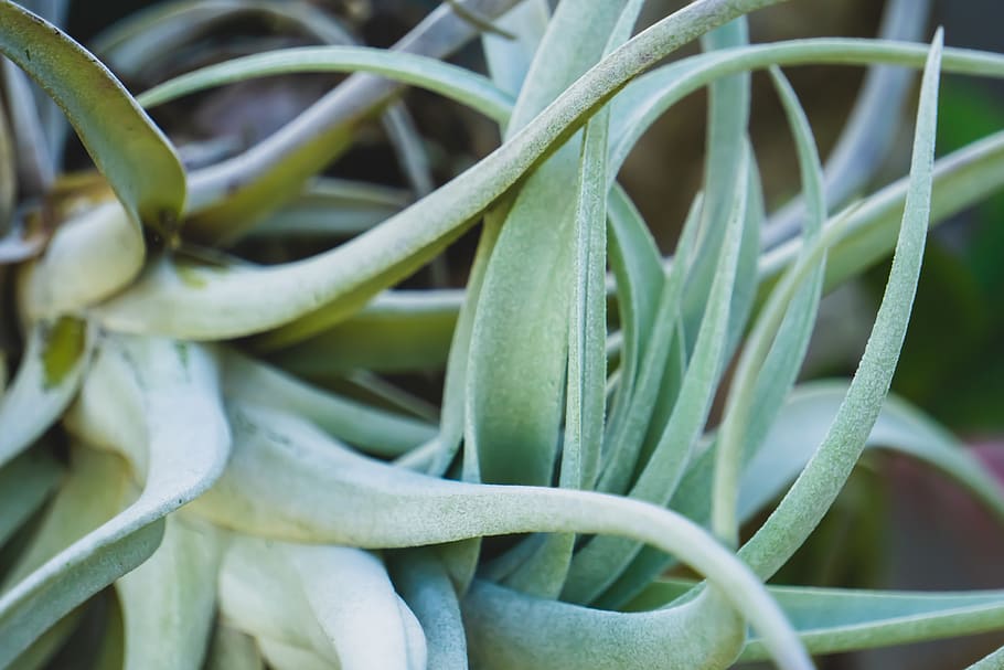 suculents, cactus, agave, growth, green color, plant, close-up HD wallpaper