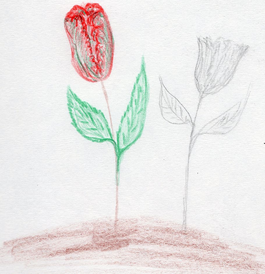 flower, rose, drawing, drawn, creativity, indoors, plant, no people HD wallpaper