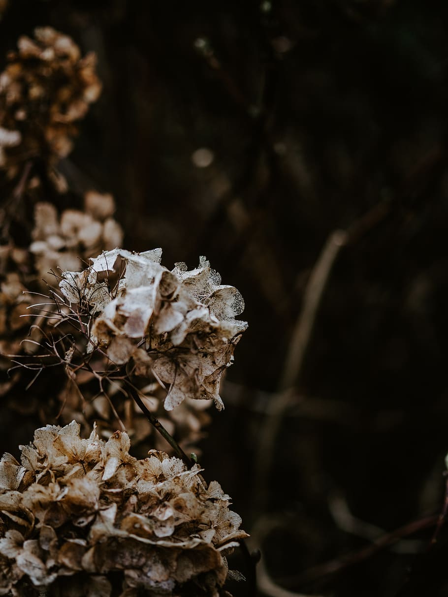 white petaled flower, plant, blossom, geranium, tree, cherry blossom HD wallpaper