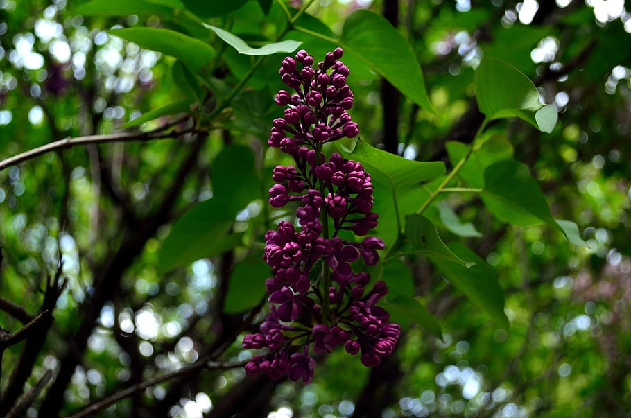 spring, bloom, lilac, fragrant, garden, aroma, plant, growth HD wallpaper