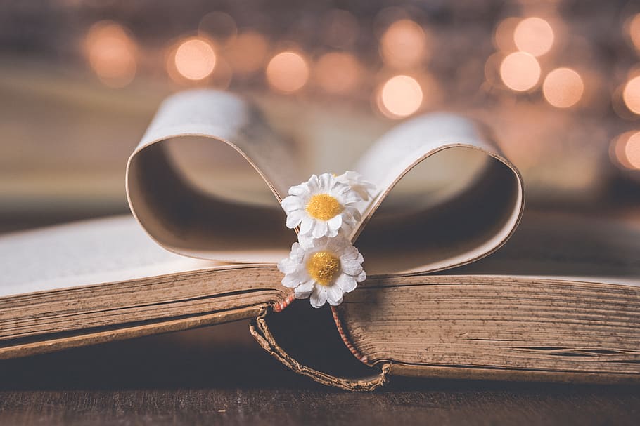 book, flower, old, read, flowers, literature, books, romantic HD wallpaper