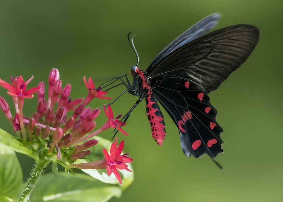 united states, miami, fairchild tropical botanic garden, nectaring, HD wallpaper