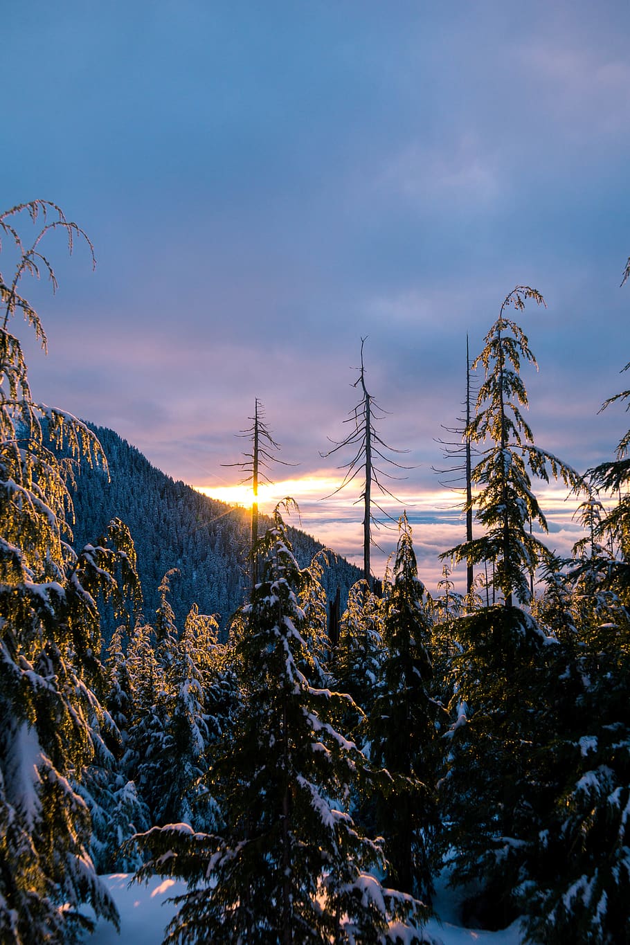 mountains, trees, foreests, snow, sunset, plant, sky, winter HD wallpaper
