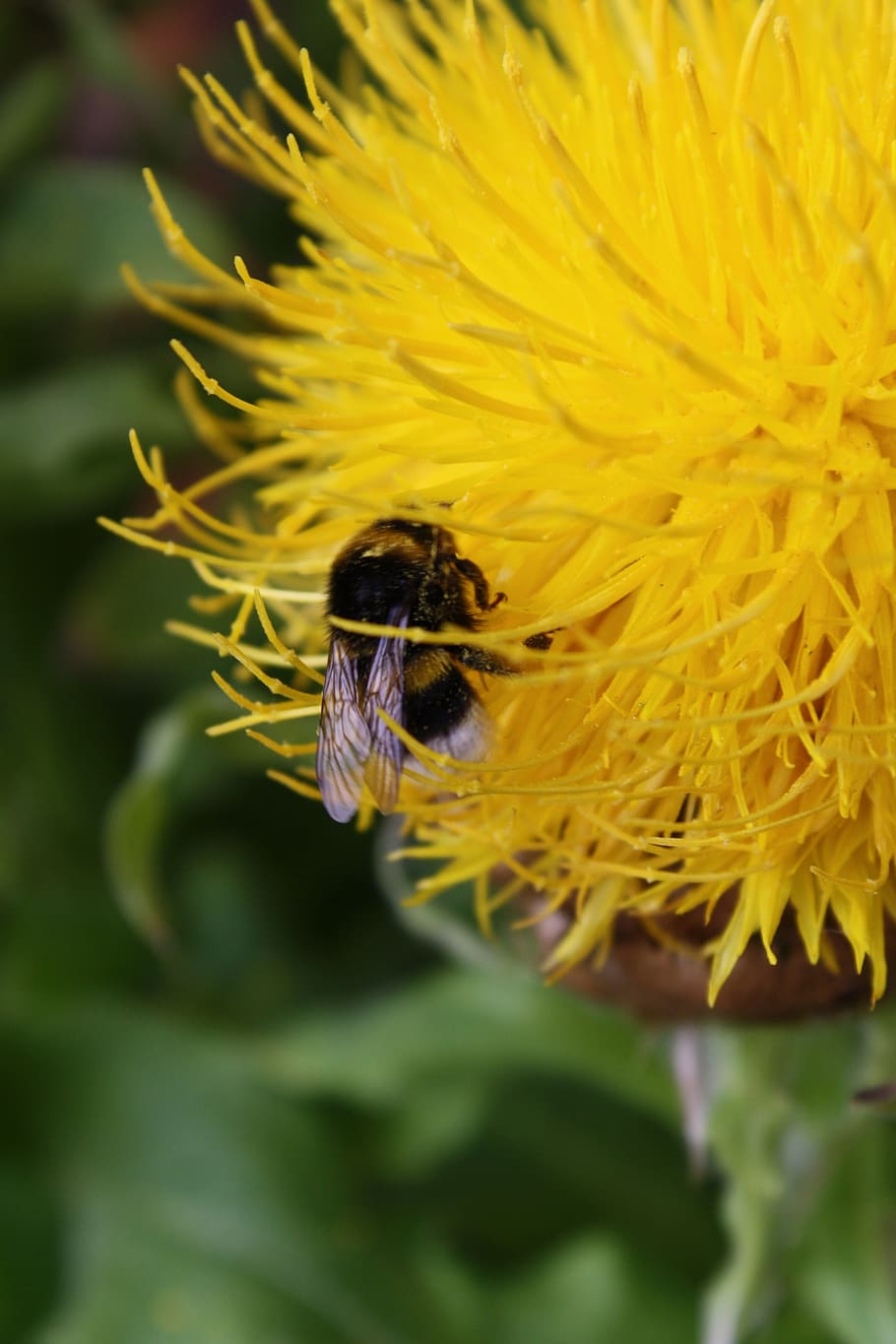 insect, yellow, bee, wing, wings, garden, flowering plant, invertebrate HD wallpaper