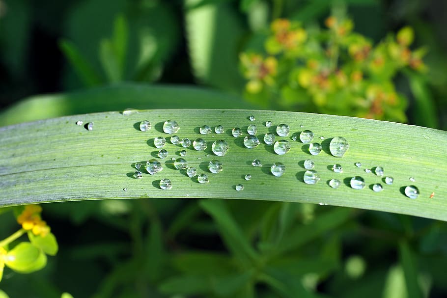 The plant wet