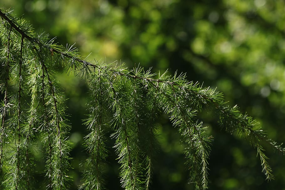 larch, branch, tree, conifer, green, summer, plant, green color HD wallpaper