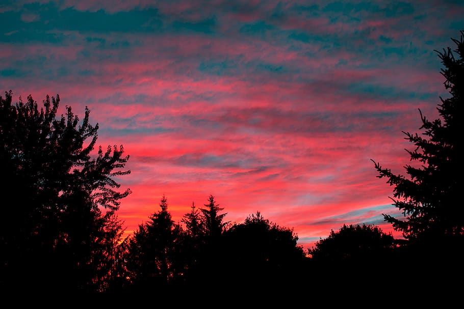 tree, plant, nature, sky, sunset, outdoors, silhouette, fir HD wallpaper