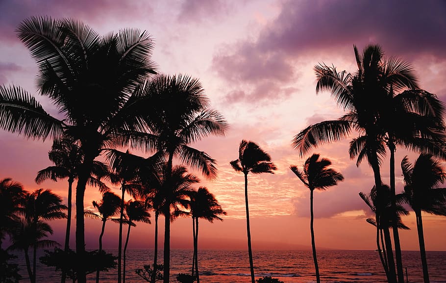 trees, beach, ocean, sea, sunset, vacation, summer, travel HD wallpaper