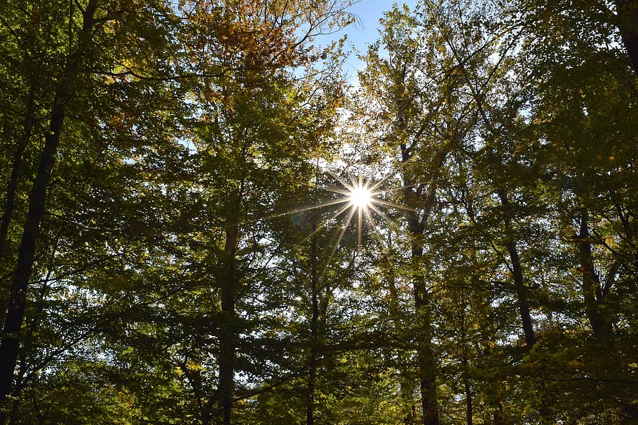rays, sun, backlighting, autumn, nature, sky, mood, landscape HD wallpaper