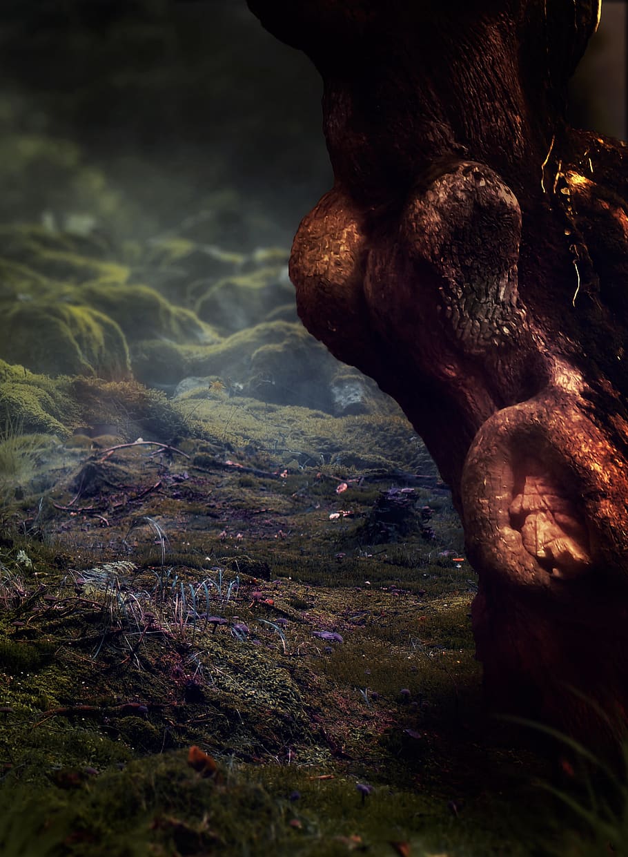 fantasy, background image, tree, forest, moss, mushrooms, knurled