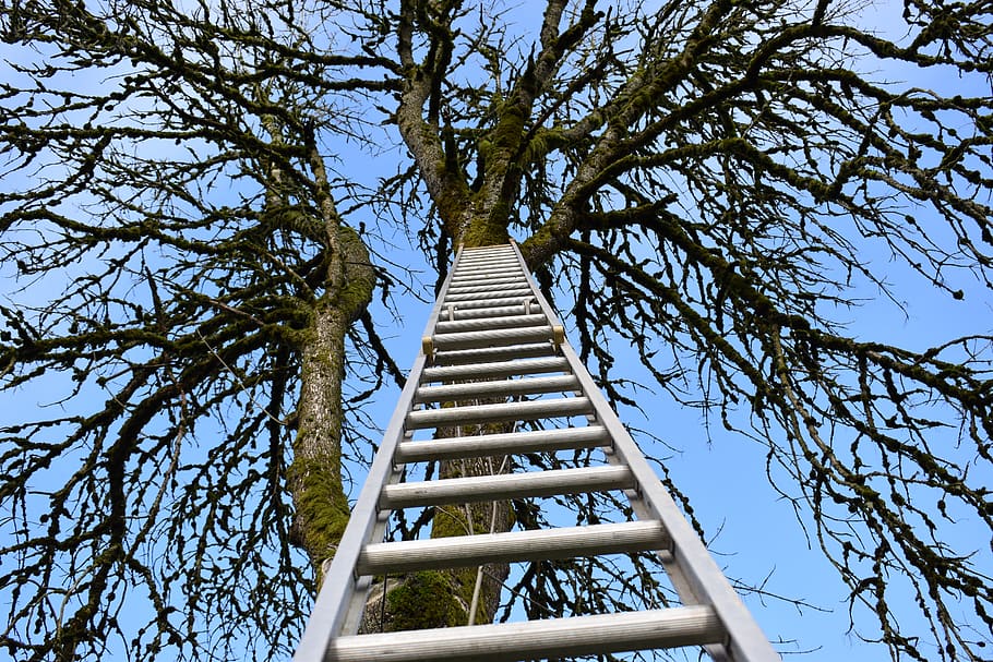 wallpaper, background, branches, climb, tree, ladder, low angle view HD wallpaper