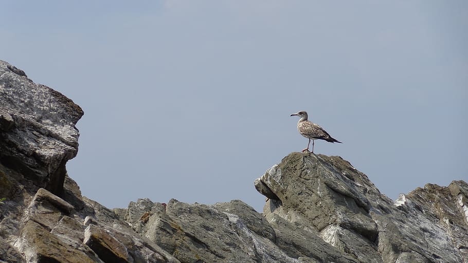 seagull, mountain, sky, bird, ocean, animal wildlife, animal themes HD wallpaper