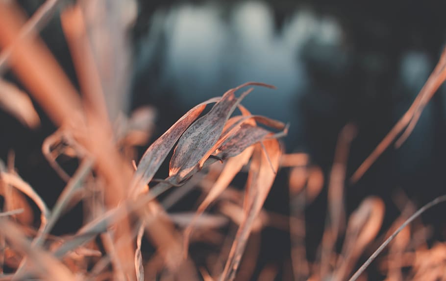 bokeh, wallpaper, background, plant, close-up, nature, growth HD wallpaper