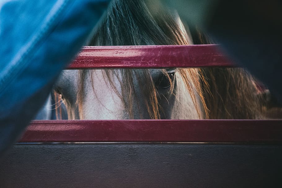 gray horse, close-up, hair, human hair, indoors, red, one person HD wallpaper