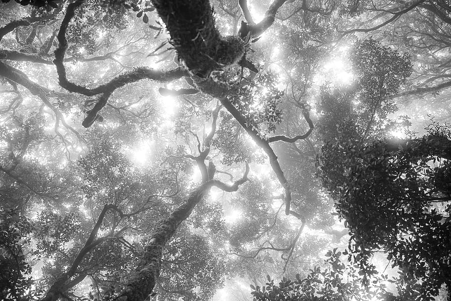 australia, o'reilly, lamington national park, branches, leaves