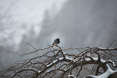bird, tree, winter, snow, snowflakes, aesthetic, branches, lonely HD wallpaper