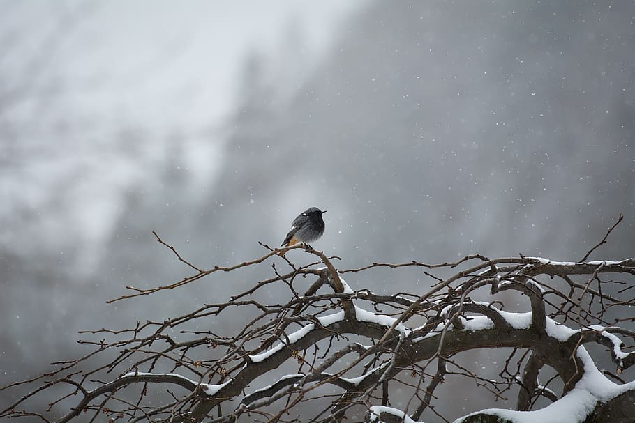 bird, tree, winter, snow, snowflakes, aesthetic, branches, lonely
