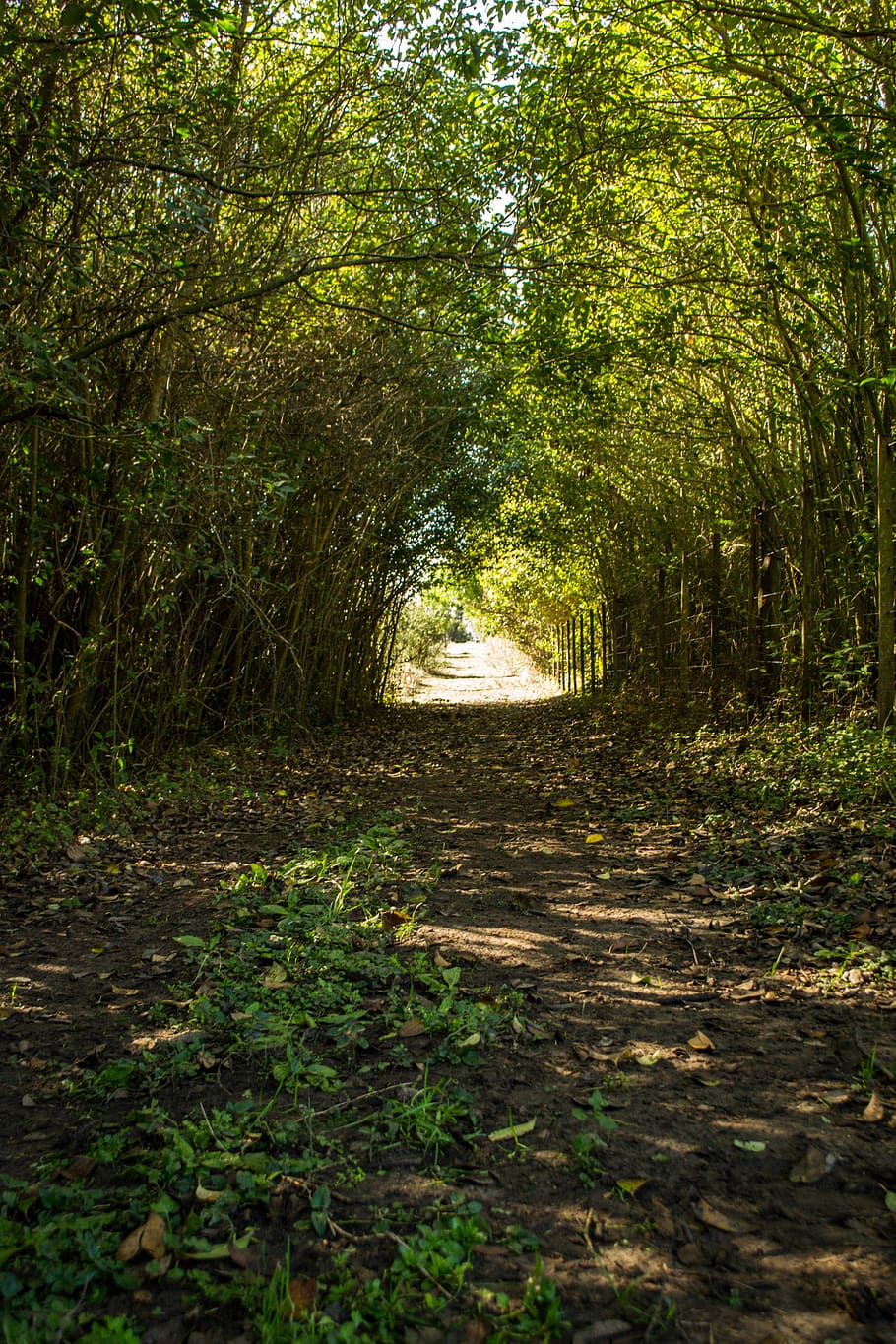 plant, tree, forest, growth, the way forward, land, direction HD wallpaper