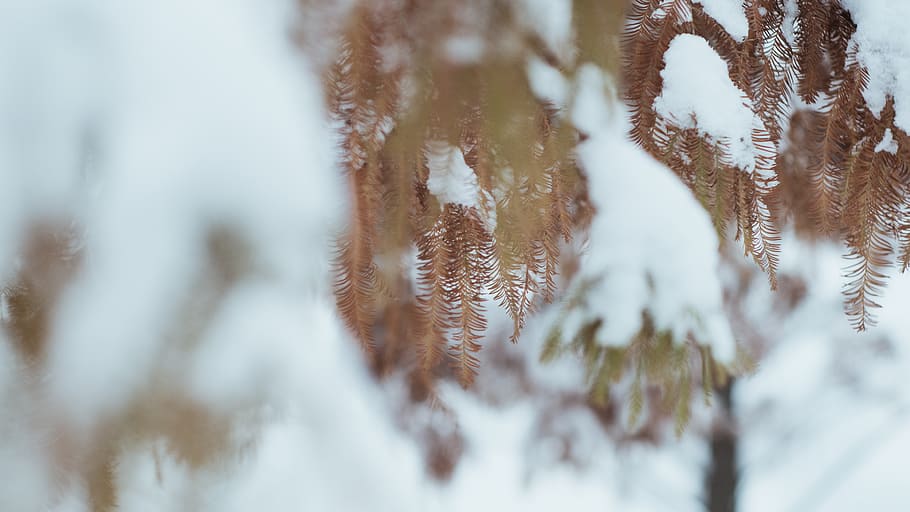 snow-covered brown-leafed plant, nature, outdoors, ice, frost HD wallpaper