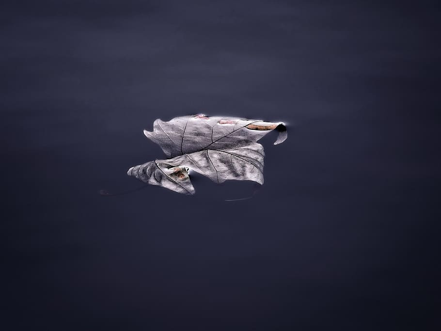 leaf on body of water, leafe, autumn, pond, floating, fall, withered HD wallpaper