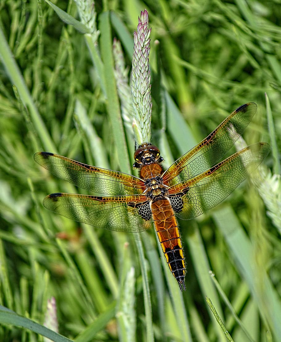 dragonfly, four spotted chaser, wings, pattern, insect, nature HD wallpaper
