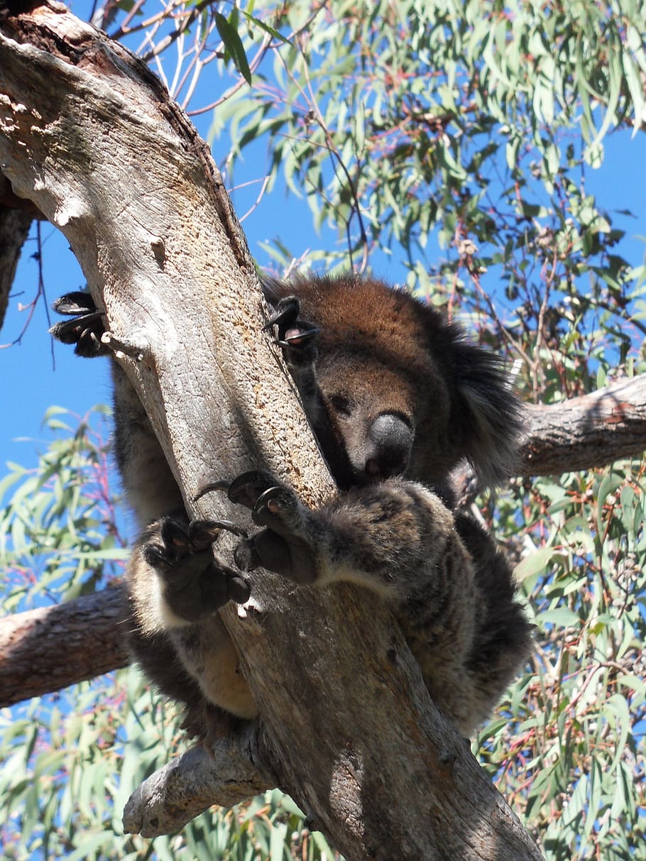 koala, lazy, eucalyptus, tree, resting, relaxing, australia HD wallpaper