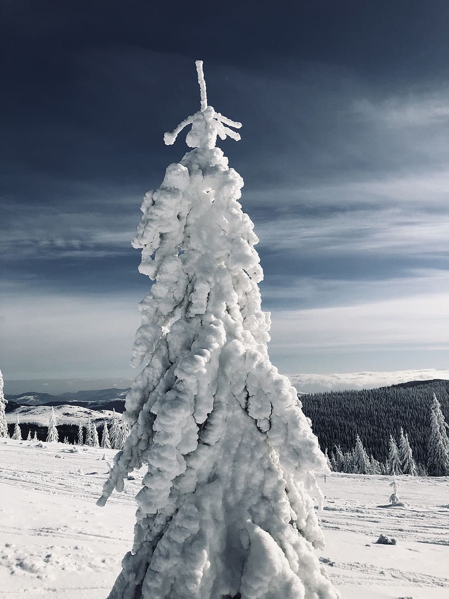 pine tree covered in snow, cold temperature, sky, winter, cloud - sky HD wallpaper