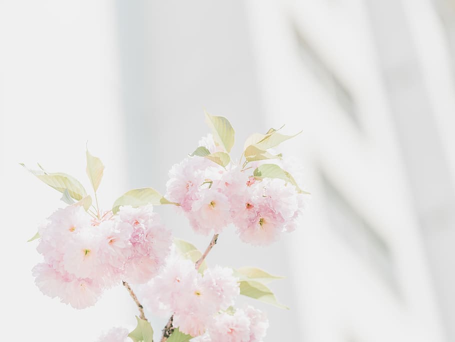 Pink Flowers, bloom, blossom, flora, petals, plant, flowering plant HD wallpaper