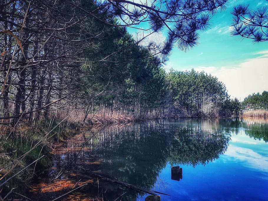 canada, l'assomption, tree, water, plant, reflection, tranquility HD wallpaper