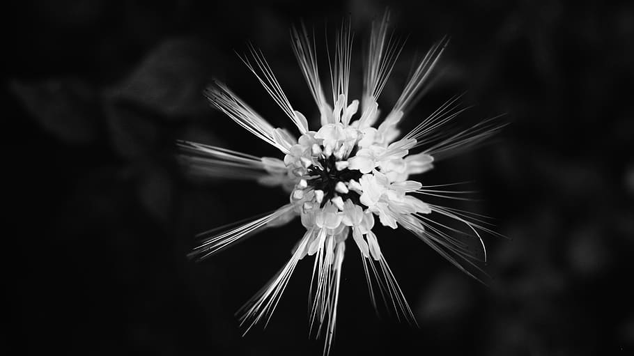 jamaica, montego bay, nature, flower, plant, bloom, black and white, HD wallpaper