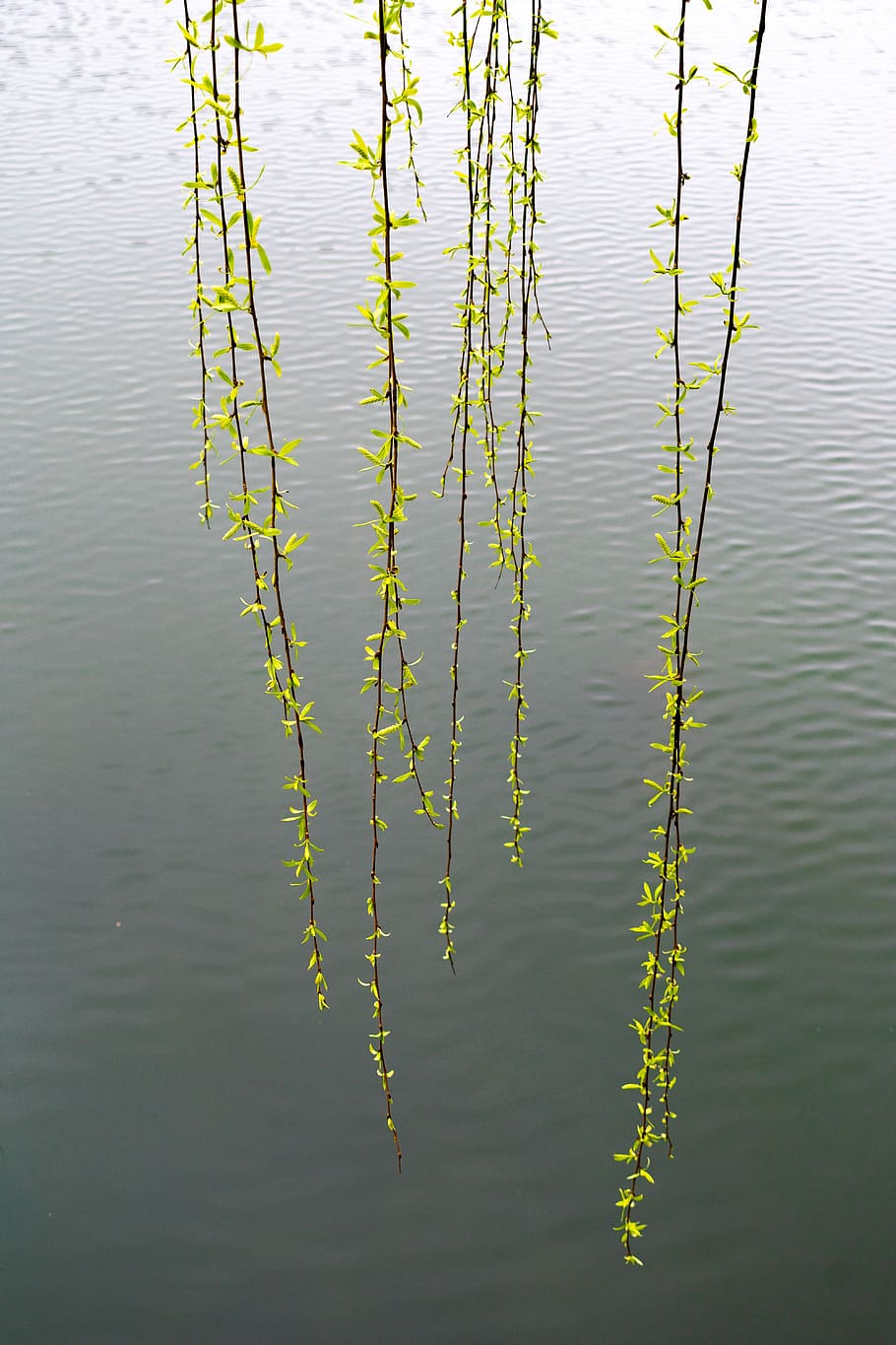 water, willow, switchgrass, wicker, vertical, green leaf, germination HD wallpaper