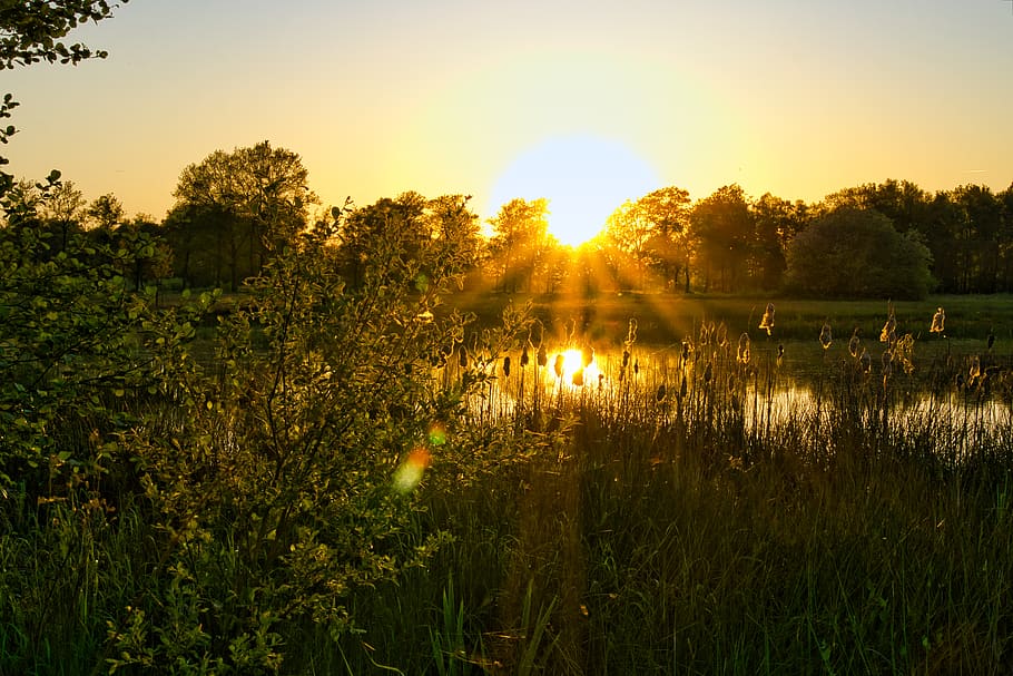 sunset, sunray, sunlight, nature, water, dutch, plant, beauty in nature HD wallpaper