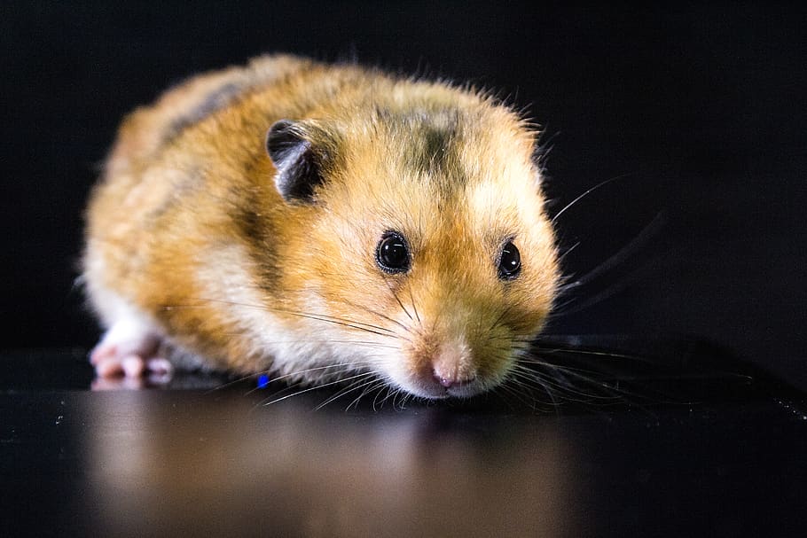 mammal, animal themes, one animal, rodent, animal wildlife HD wallpaper