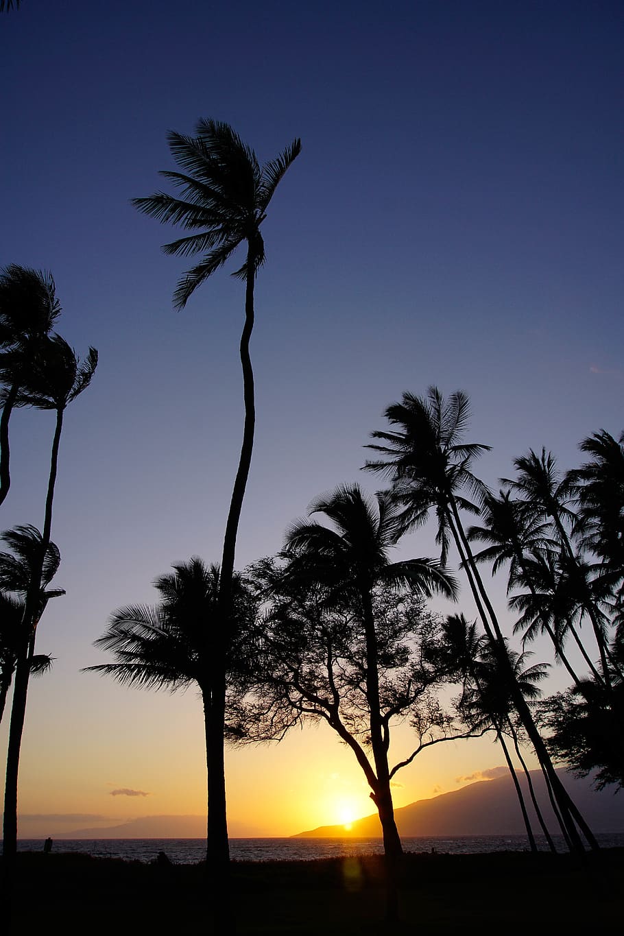 united states, kihei, sunset, trees, beach, hawaii, palm trees, HD wallpaper