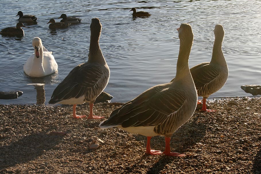 ducks, swan, opponents, nature, lake, birds, beach, waterfowl HD wallpaper